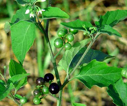MANATHAKKALI SOUP