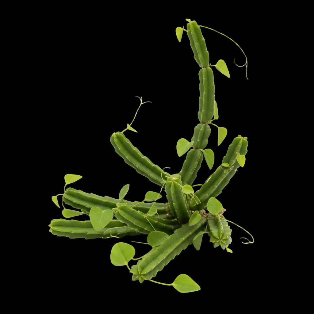 Pirandai Thokku 200gms